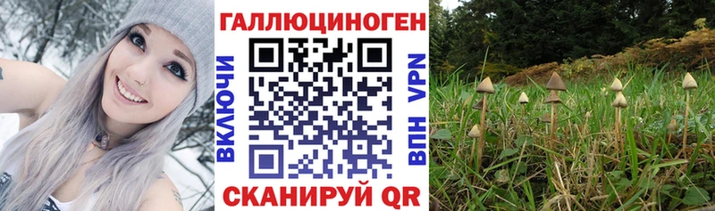 Купить  Волгоград  Псилоцибиновые грибы Cubensis 